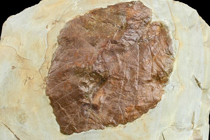 Fossil Leaf (Beringiaphyllum) - Montana #165036